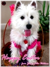 Zoe, the Westie Puppy, all dressed up for Easter